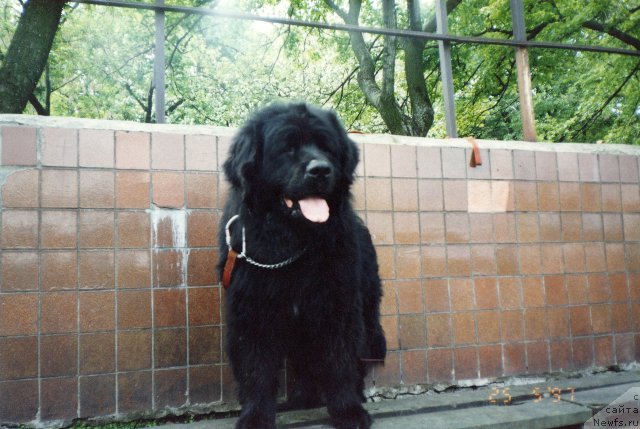 Фотография № 80252