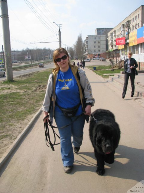 Фото: ньюфаундленд Sud'byi Podarok (Судьбы Подарок), Lyubov' Gavritenkova (Любовь Гавритенкова)