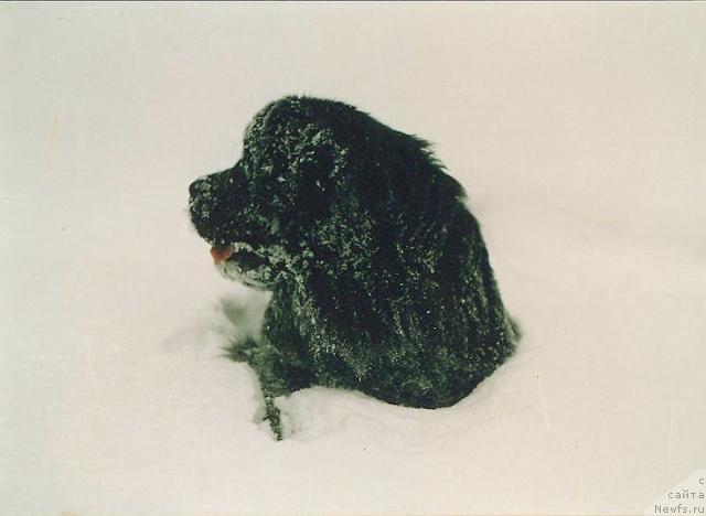 Фото: ньюфаундленд Lene's Black Berry