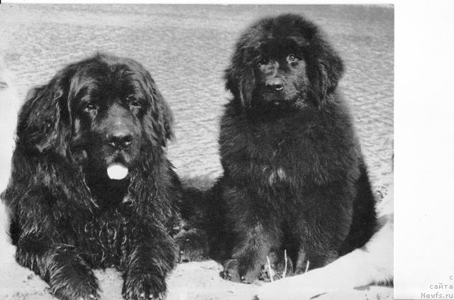 Фотография № 80270