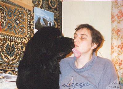 Фото: ньюфаундленд Lene's Black Berry, Natal'ya Potehina (Наталья Потехина)