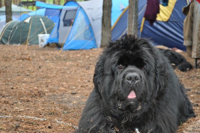 Фотография № 80286