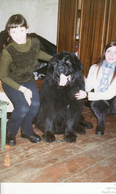 Фото: ньюфаундленд Nor Brendi Patri (Нор Бренди Патри)