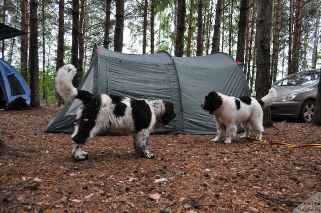 Фотография № 80289