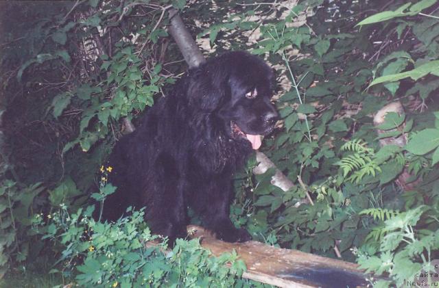 Фото: ньюфаундленд Lene's Black Berry