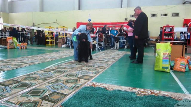 Фото: ньюфаундленд Very Fairweathers X'Got The Rhythm