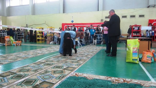 Фото: ньюфаундленд Very Fairweathers X'Got The Rhythm