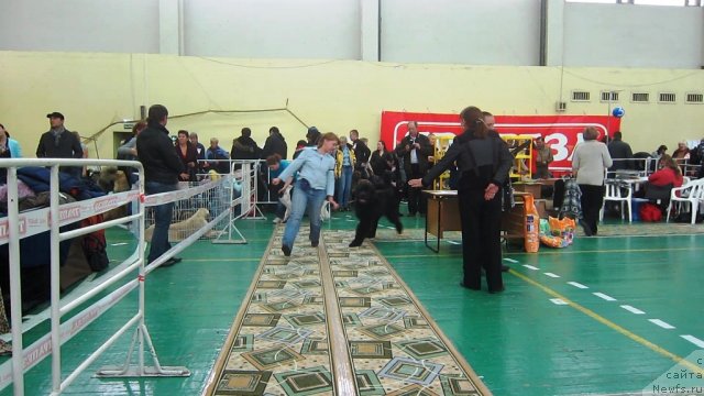 Фото: ньюфаундленд Very Fairweathers X'Got The Rhythm