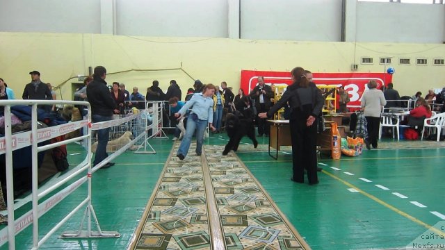 Фото: ньюфаундленд Very Fairweathers X'Got The Rhythm