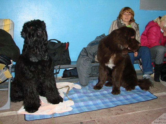 Фото: рчт Васса Железнова, ньюфаундленд Obush SHed YAntarnyiy Poceluy (Обуш Шед Янтарный Поцелуй), Svetlana Panchenko (Светлана Панченко)