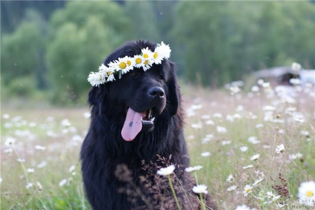 Фото: ньюфаундленд Ih Visochestvo Viola Zhanmonika (Их Высочество Виола Жанмоника)