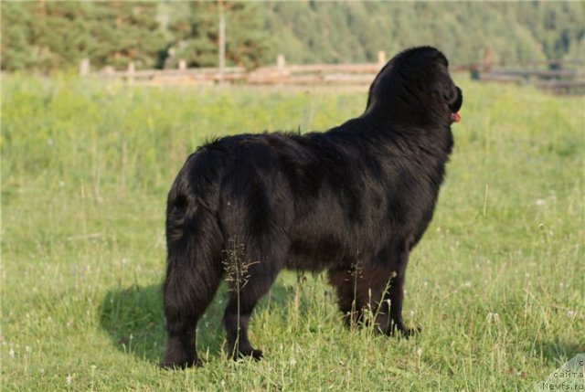 Фото: ньюфаундленд Ih Visochestvo Viola Zhanmonika (Их Высочество Виола Жанмоника)