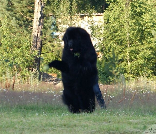 Фото: ньюфаундленд Ih Visochestvo Viola Zhanmonika (Их Высочество Виола Жанмоника)