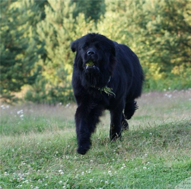Фото: ньюфаундленд Ih Visochestvo Viola Zhanmonika (Их Высочество Виола Жанмоника)