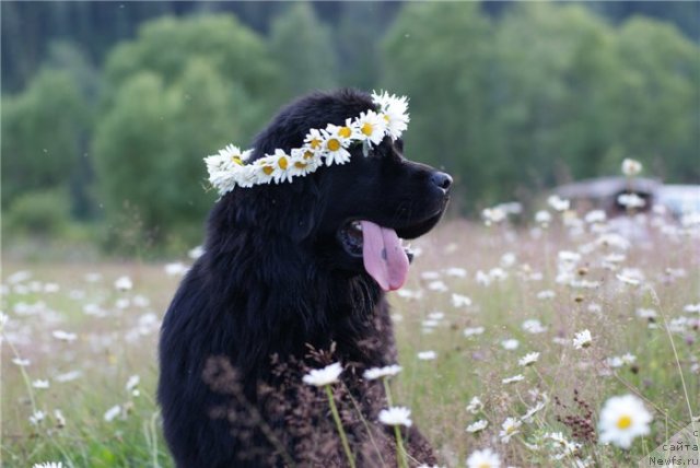 Фотография № 80386