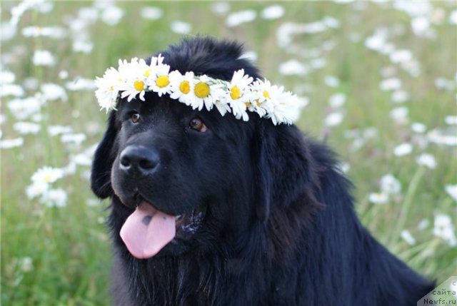 Фото: ньюфаундленд Ih Visochestvo Viola Zhanmonika (Их Высочество Виола Жанмоника)