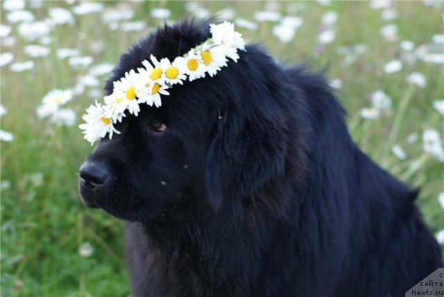 Фотография № 80388