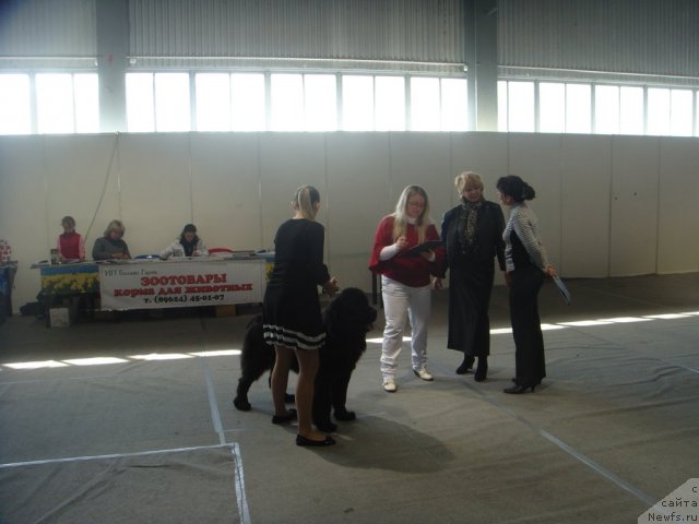 Фото: ньюфаундленд Spasatel' s Berega Dona (Спасатель с Берега Дона)