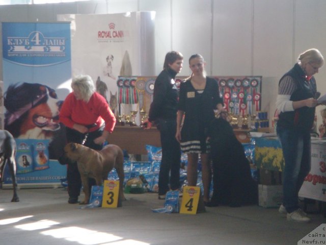 Фото: ньюфаундленд Spasatel' s Berega Dona (Спасатель с Берега Дона)