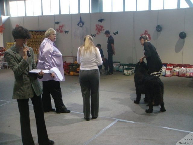 Фото: ньюфаундленд Spasatel' s Berega Dona (Спасатель с Берега Дона)