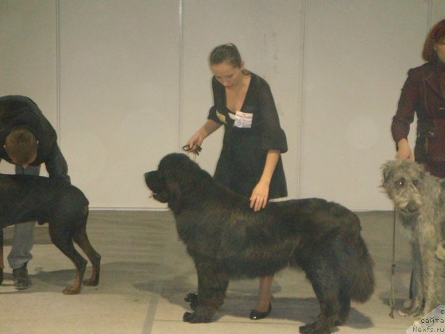 Фото: ньюфаундленд Spasatel' s Berega Dona (Спасатель с Берега Дона)