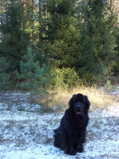 Фото: ньюфаундленд Lesnaya Skazka Lunnaya Sonata (Лесная Сказка Лунная Соната)