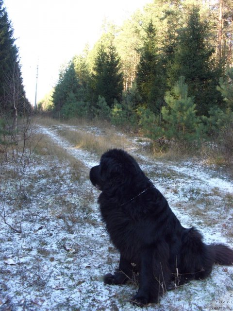 Фото: ньюфаундленд Akin Soul Sofiya (Акин Соул София)