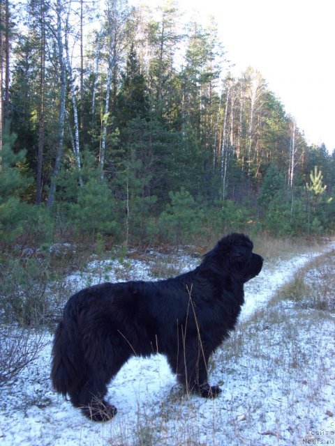 Фотография № 80416