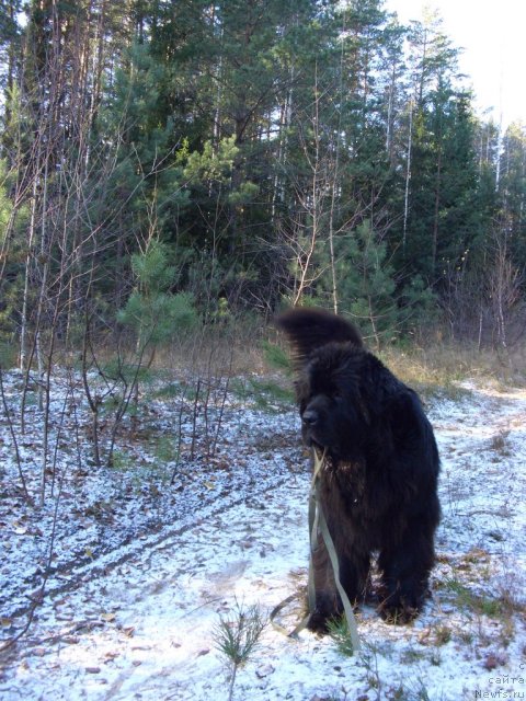 Фото: ньюфаундленд Akin Soul Sofiya (Акин Соул София)