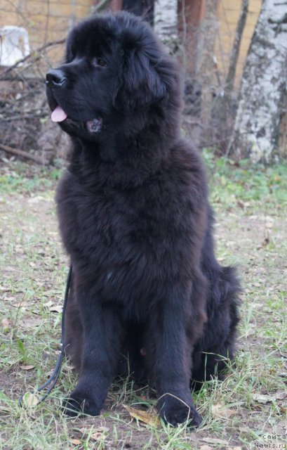 Фотография № 80426