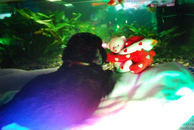 Фото: Natal'ya Smirnova (Наталья Смирнова)