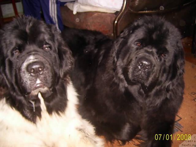 Фото: ньюфаундленд Super Bizon Baton (Супер Бизон Батон), ньюфаундленд Lesnaya Skazka Ruslana (Лесная Сказка Руслана)