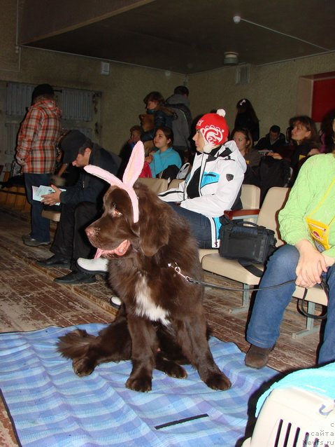 Фото: ньюфаундленд Obush SHed YAntarnyiy Poceluy (Обуш Шед Янтарный Поцелуй)