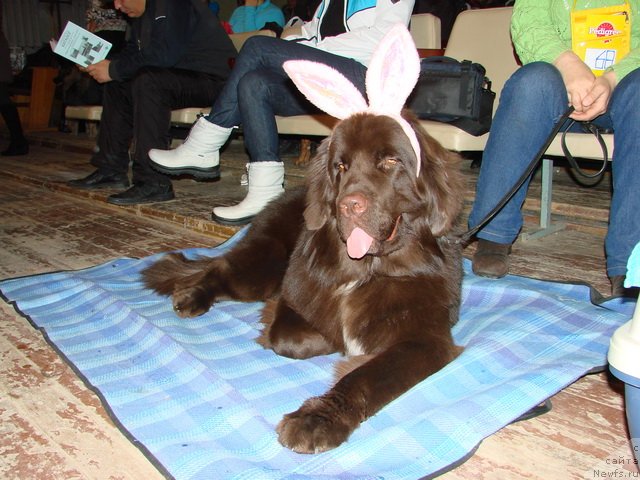 Фото: ньюфаундленд Obush SHed YAntarnyiy Poceluy (Обуш Шед Янтарный Поцелуй)