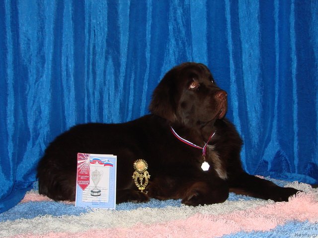 Фото: ньюфаундленд Obush SHed YAntarnyiy Poceluy (Обуш Шед Янтарный Поцелуй)