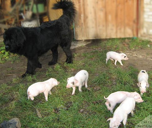 Фото: ньюфаундленд Dayna Kuin (Дайна Куин)