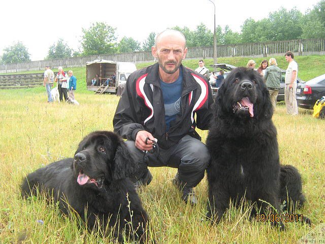 Фото: ньюфаундленд Dayna Kuin (Дайна Куин), Саша, ньюфаундленд Nochka Zvezdnaya (Ночка Звездная)