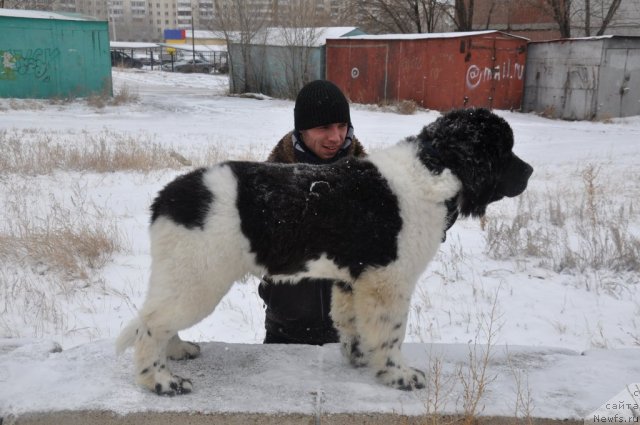 Фотография № 80455