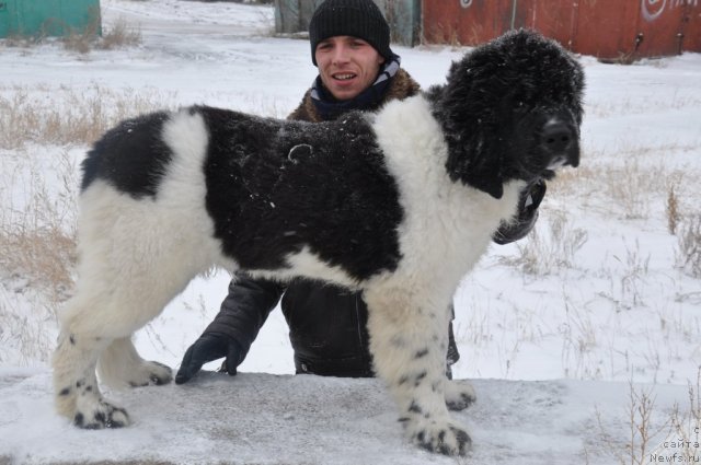 Фотография № 80456