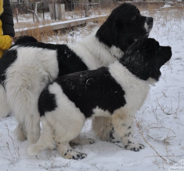 Фотография № 80457