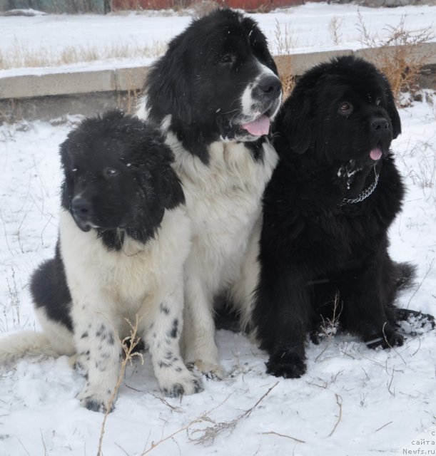 Фотография № 80458