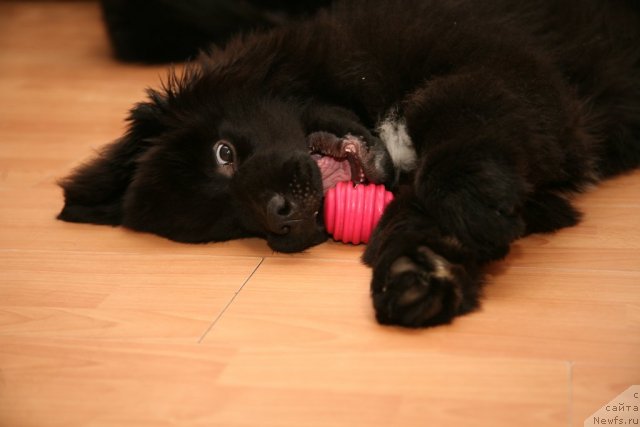 Фото: ньюфаундленд Love Me Tender Midnight Bear