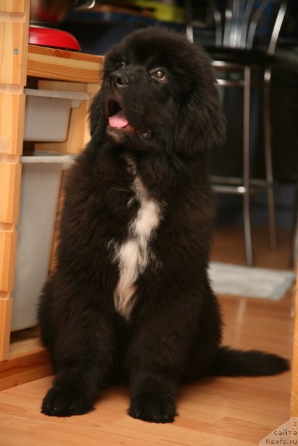 Фото: ньюфаундленд Love Me Tender Midnight Bear