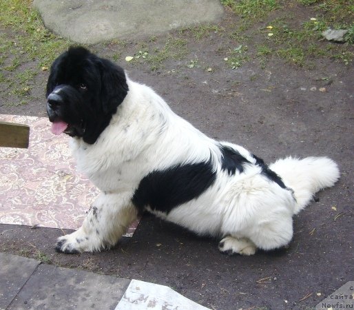 Фотография № 80486