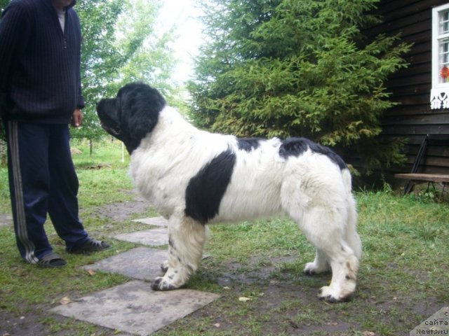 Фотография № 80491