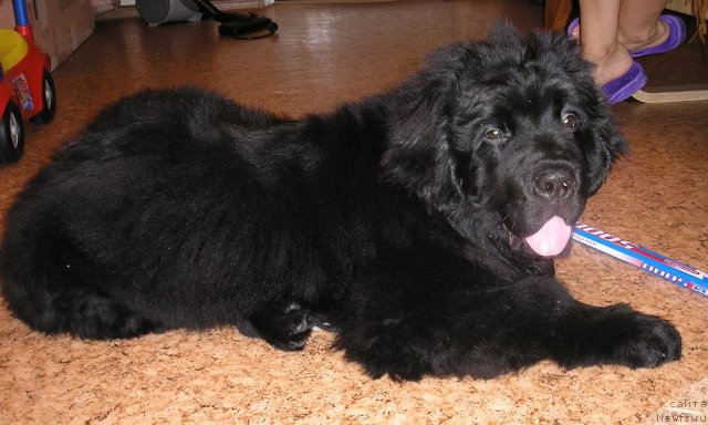 Фото: Повелитель морей из Тихого омута