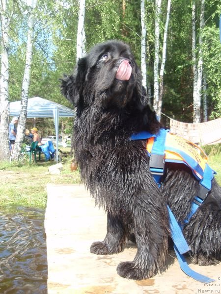 Фото: ньюфаундленд Veneciya iz Carstva Medvedey v Obush SHed (Венеция из Царства Медведей в Обуш Шед)