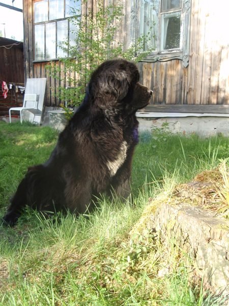 Фото: ньюфаундленд Super Bizon Antaliya (Супер Бизон Анталия)