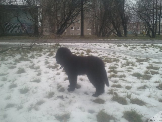 Фото: ньюфаундленд Piternyuf Nota Bene (Питерньюф Нота Бене)