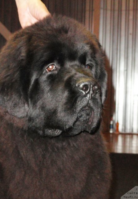 Фотография № 80550